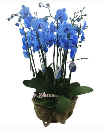 Jardim de Orquídeas Azuis