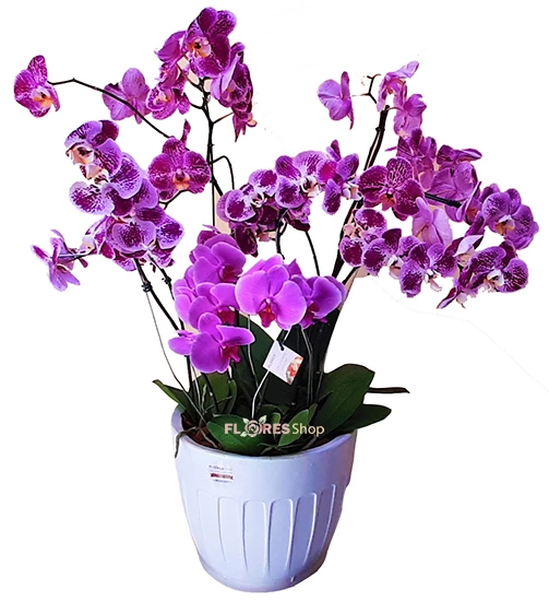 Lilac Orchid