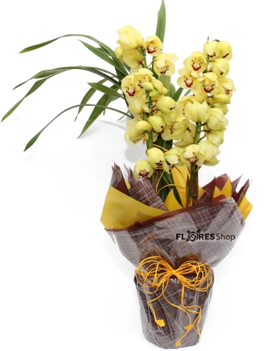 Linda Cymbidium