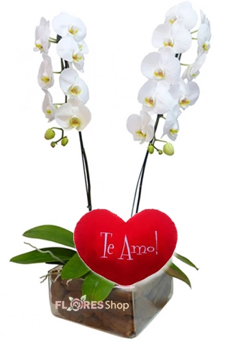 ❤•·.··.·❤ Love Orquídea ❤•·.··.·❤