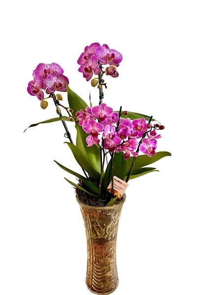 Orquídea glamurosa