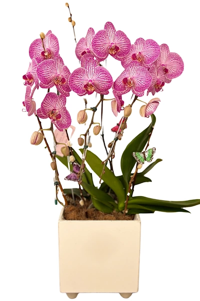 Orquídea Esplendorosa