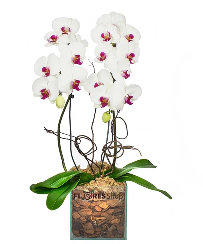 Orquídea para Amar