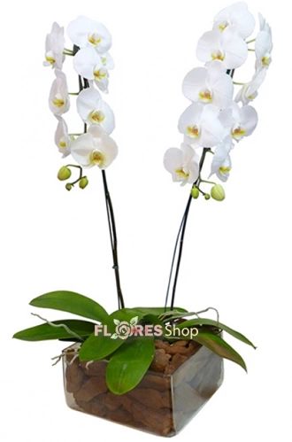 Orquídeas Maravilhosas