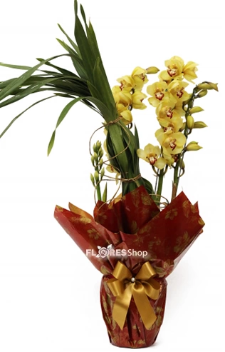 Top Cymbidium